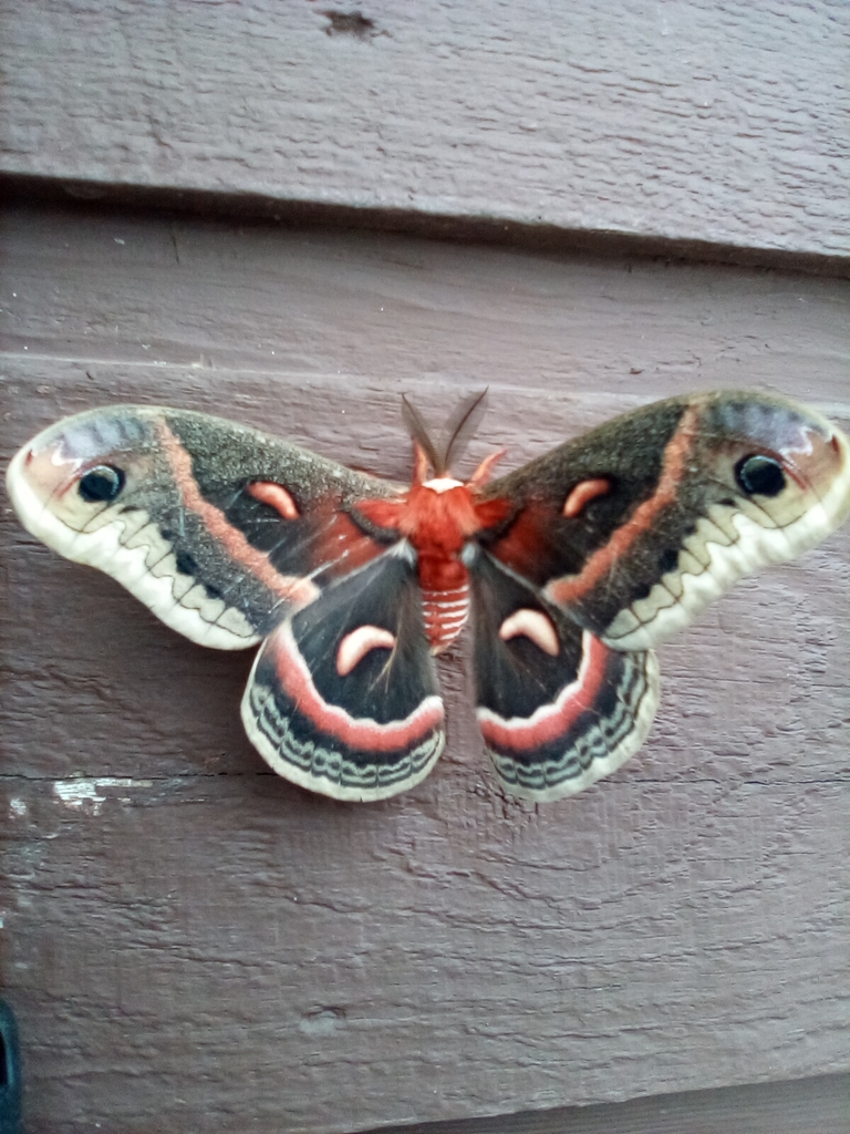 Surprising Large Moth Texas Gallery