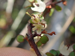 Muehlenbeckia complexa complexa