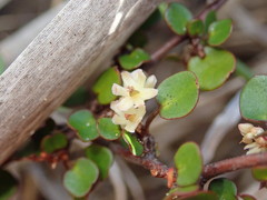 Muehlenbeckia complexa complexa