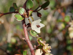 Muehlenbeckia complexa complexa
