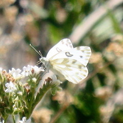 Pontia beckerii