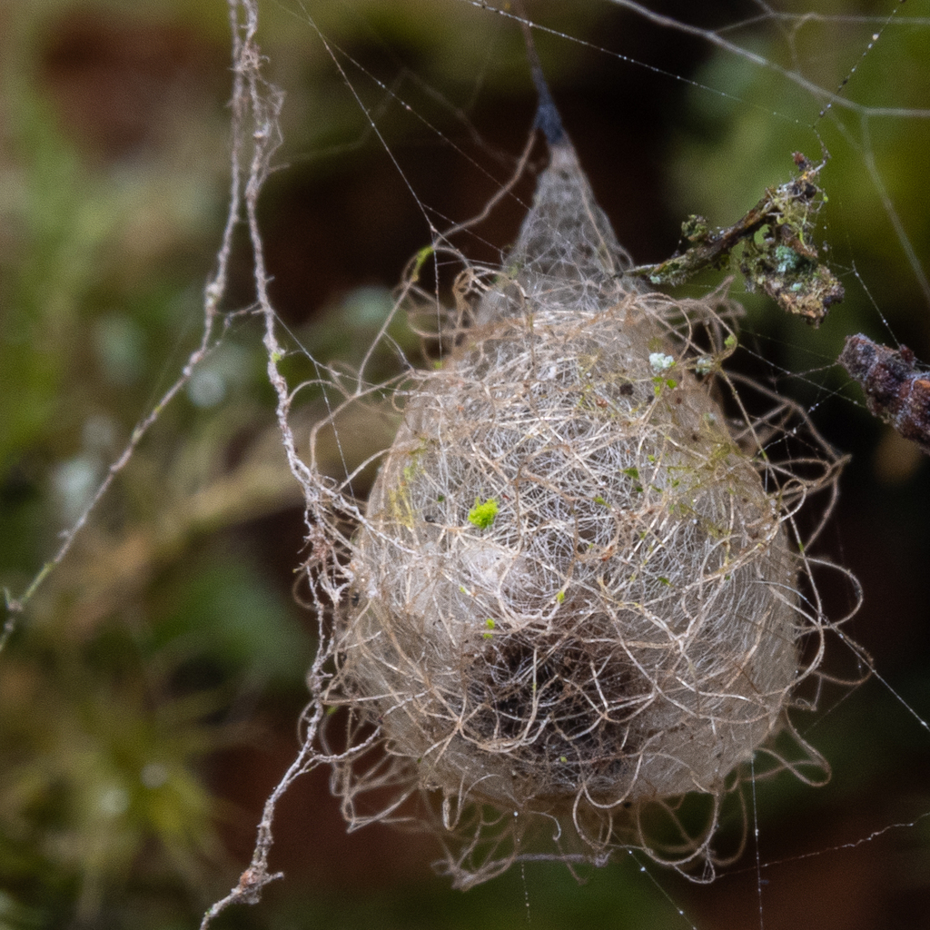 Pirate Spiders in March 2024 by Alan Yoshioka. Egg sac apparently ...