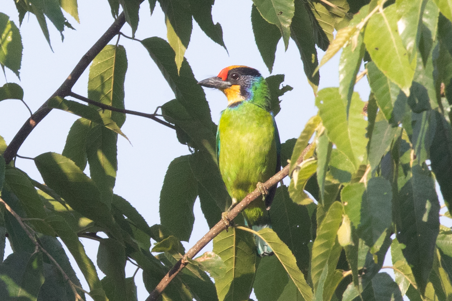 Necklaced Barbet illustration