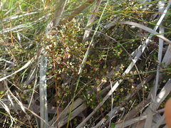 Muehlenbeckia complexa complexa