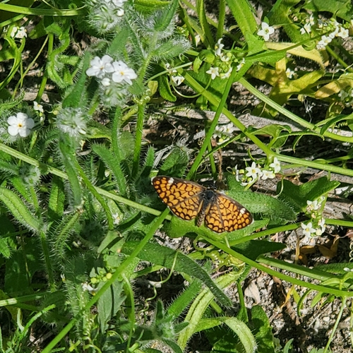 iNaturalist observation photo of Tiny Checkerspot