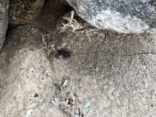iNaturalist observation photo of Argoporis