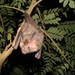 Greater Round-eared Bat - Photo (c) Kathrin, some rights reserved (CC BY-NC), uploaded by Kathrin