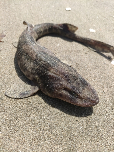 Red-spotted cat shark (Schroederichthys chilensis) — Scyliorhinidae — 3