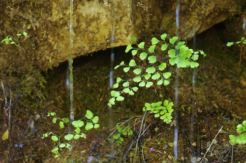 black maidenhair fern