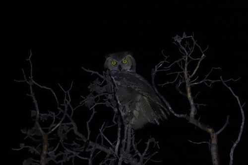 Great Horned Owl photographed in Wyoming