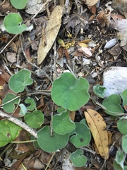 Dichondra brachypoda