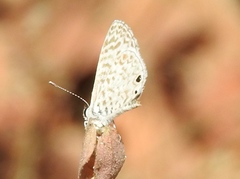 Leptotes cassius cassidula