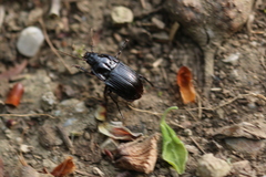 Abax ovalis