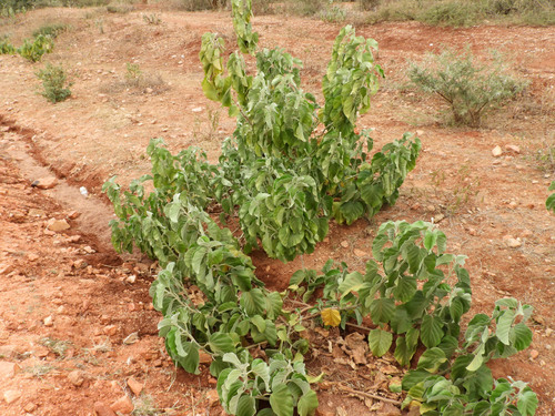 Ipomoea spathulata image