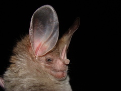 Chrotopterus auritus