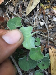 Dichondra brachypoda