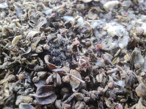 iNaturalist observation photo of Semium subglabrum