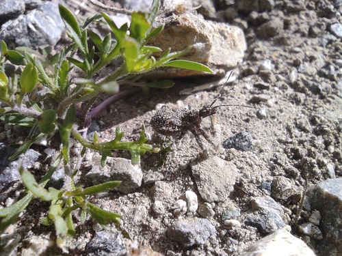 iNaturalist observation photo of Bee Assassins
