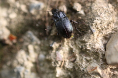 Abax ovalis