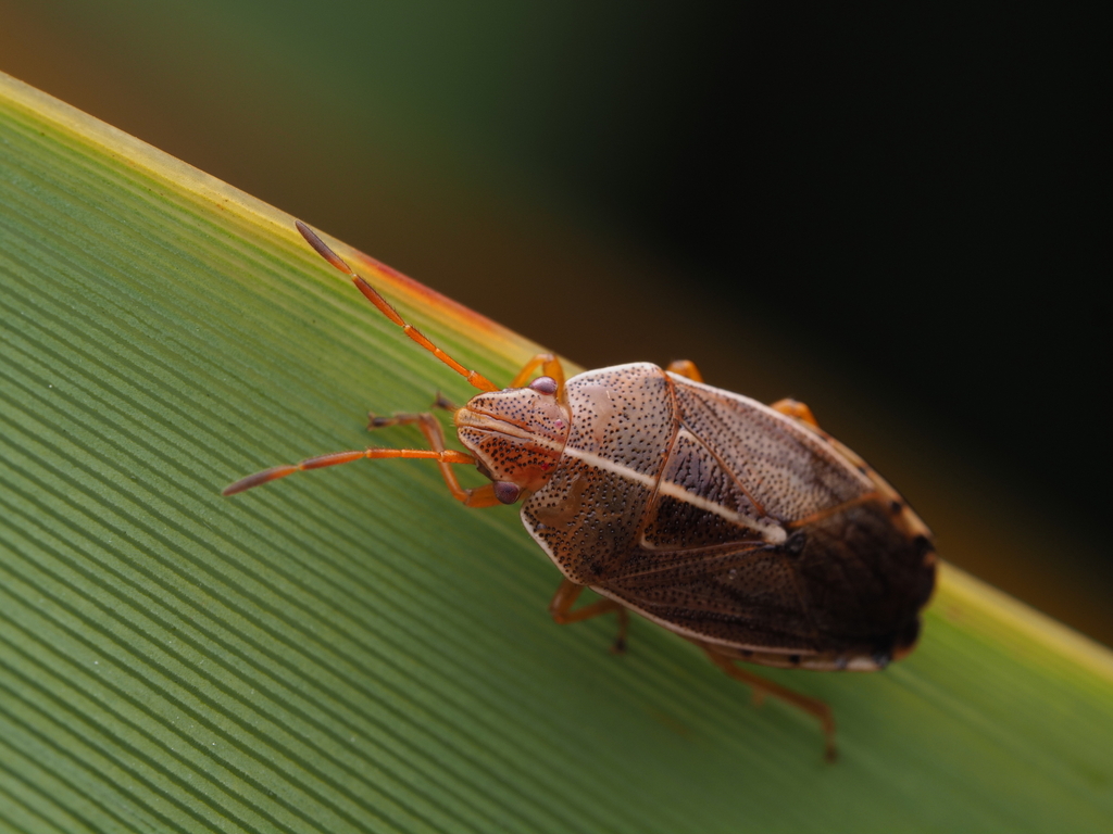 Linear sedge shield bug