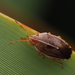 Rhopalimorpha lineolaris - Photo 由 Saryu Mae 所上傳的 (c) Saryu Mae，保留部份權利CC BY