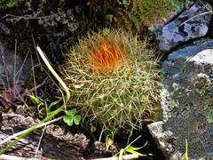 Mammillaria rhodantha
