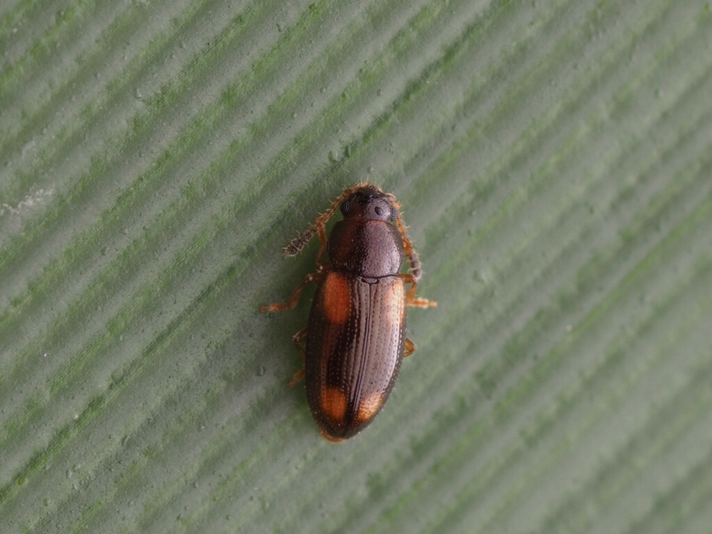 Loberus nitens