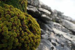 Azorella (Azorella caespitosa)