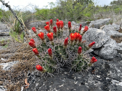 Echinocereus coccineus