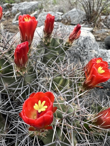 Echinocereus coccineus