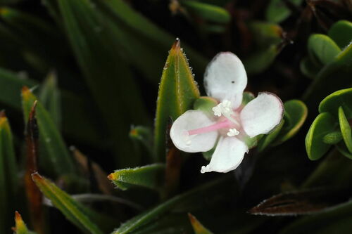 Image of Myrteola nummularia by no rights reserved
