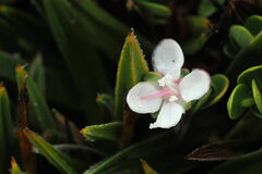 Miniature Myrtle (Myrteola)