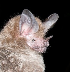 Trachops cirrhosus