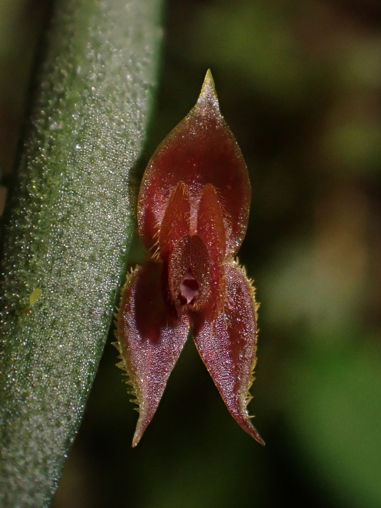 Lepanthes thoracica