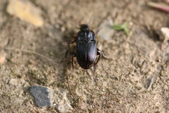 Abax ovalis