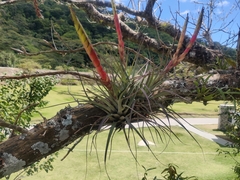 Tillandsia fasciculata image