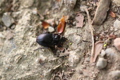 Abax ovalis