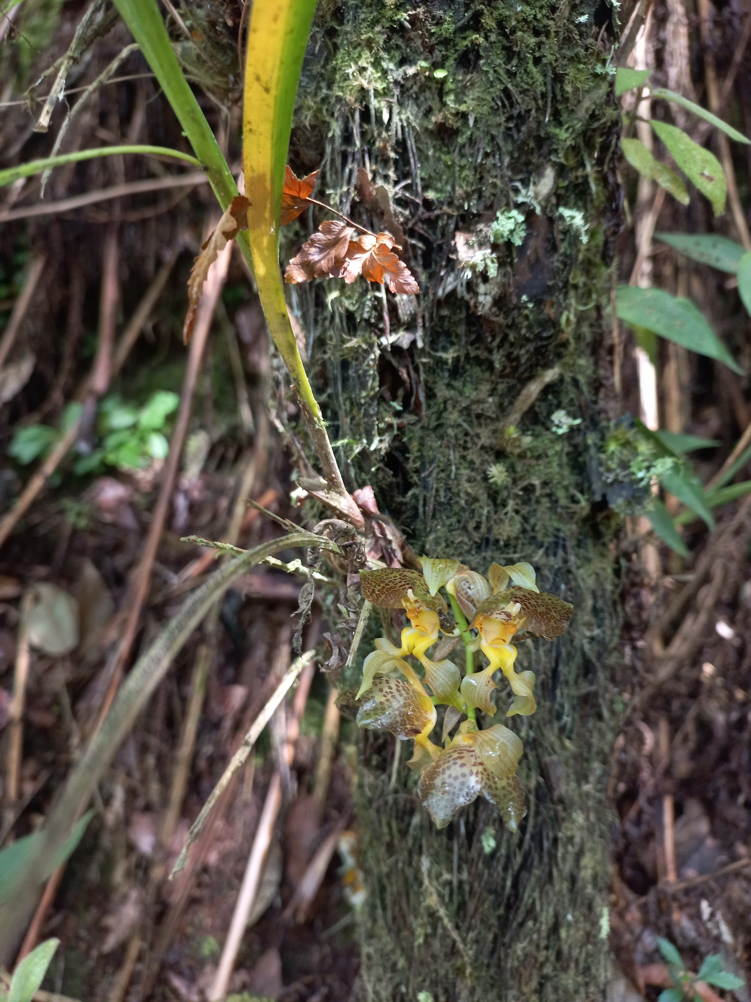 Imagem de Parasita-cebola