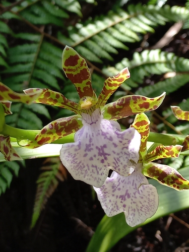 Foto de Orquídea