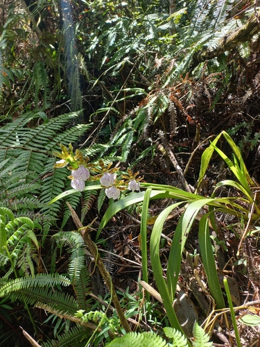Foto de Orquídea