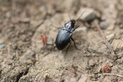 Abax ovalis