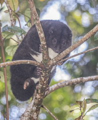 Mountain Cuscus photo 1