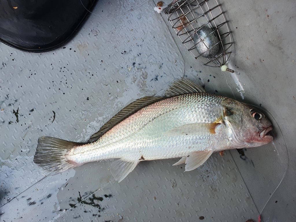 Silver Croaker