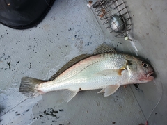 Silver Croaker photo 1
