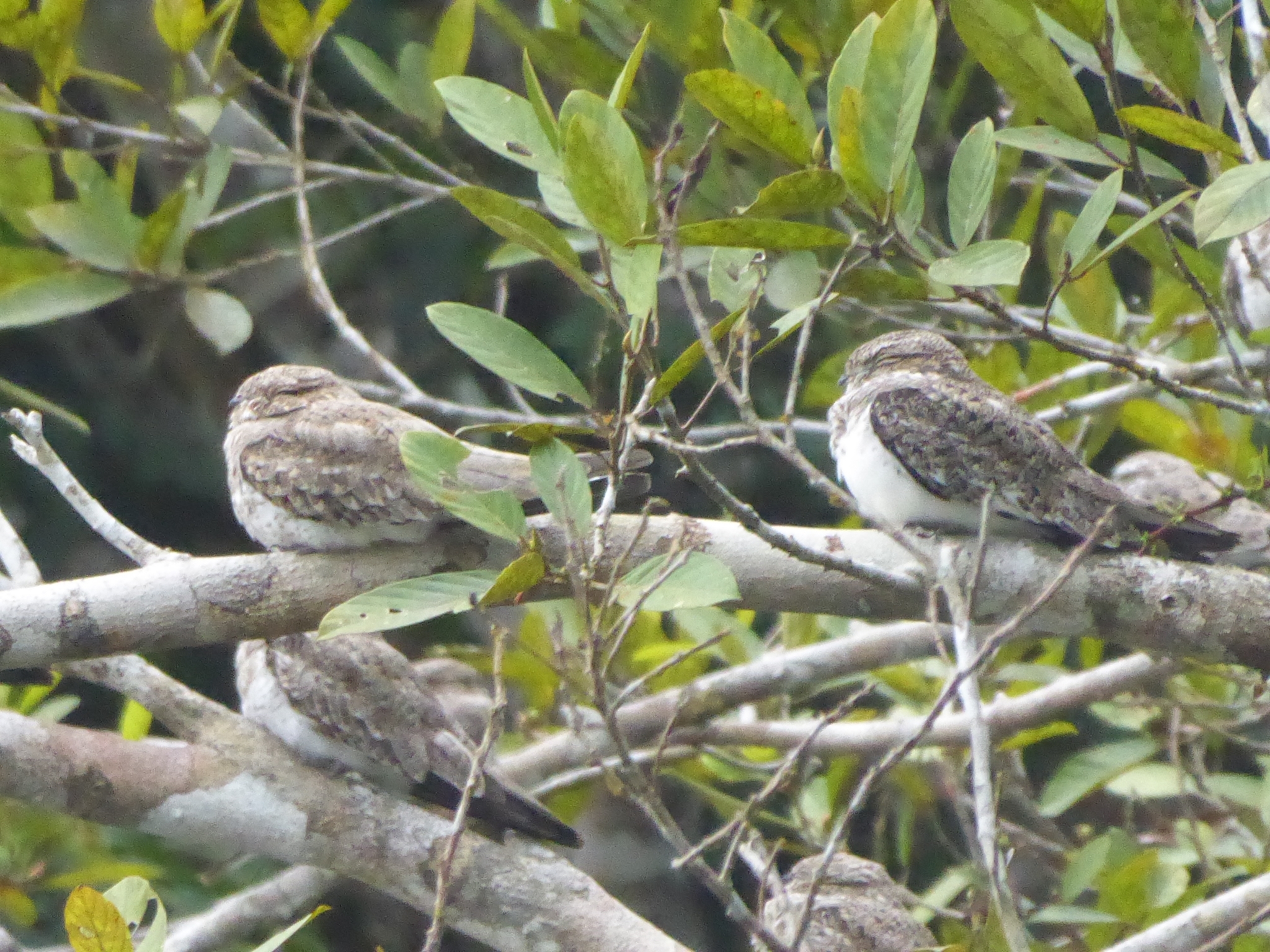 Sand-colored Nighthawk (Chordeiles rupestris), photo 9