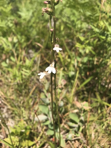 Lobelia paludosa image