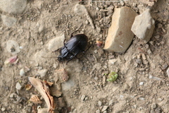 Abax ovalis