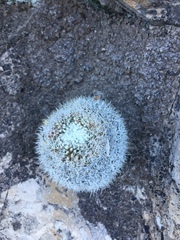 Mammillaria chionocephala