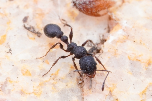 Nesomyrmex saasveldensisNesomyrmex saasveldensis
