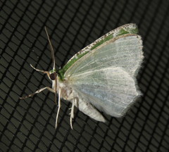 Eucyclodes insperata
